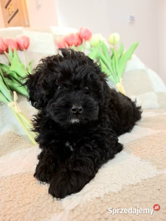 Shihpoo szczenięta szczenię Cavapoo Cocapoo Krasne