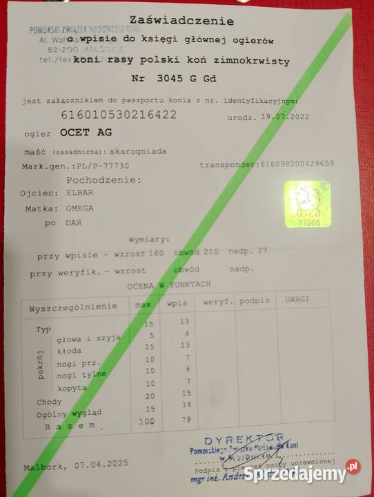 Ogier zimnokrwisty typ sztumski z licencją Zwierzęta wielkopolskie Krotoszyn