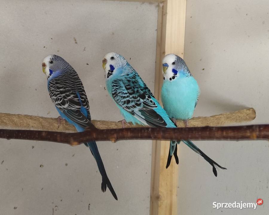 Papugi nimfy i faliste Borusowa sprzedam
