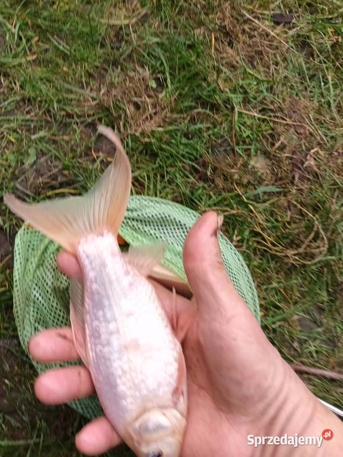 Sprzedam karasie ozdobne Zaścianki