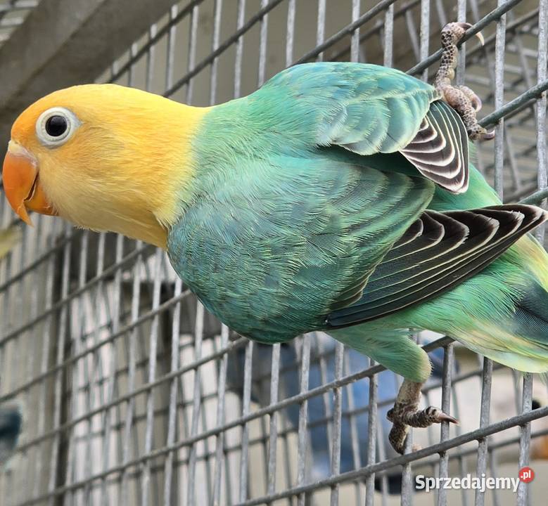 Nierozłączki fischer młode do oswojenia I Kraków