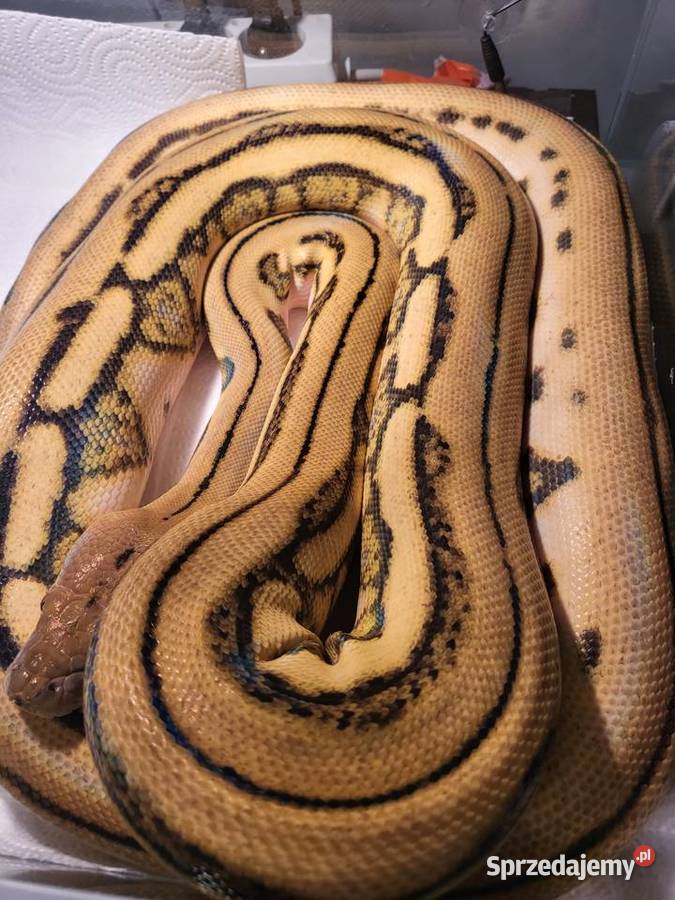 Pyton Siatkowy Samica Chybie