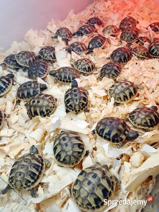 Żółw grecki lądowy Testudo hermanni