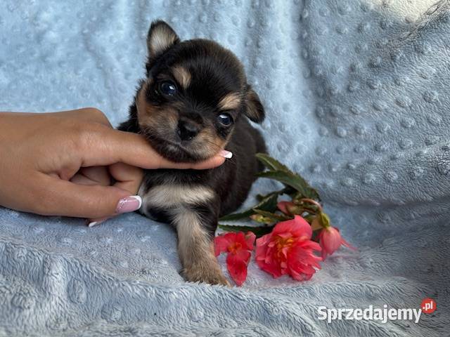 CHIHUAHUA ŚLICZNY PIESEK TRICOLOR Łódź