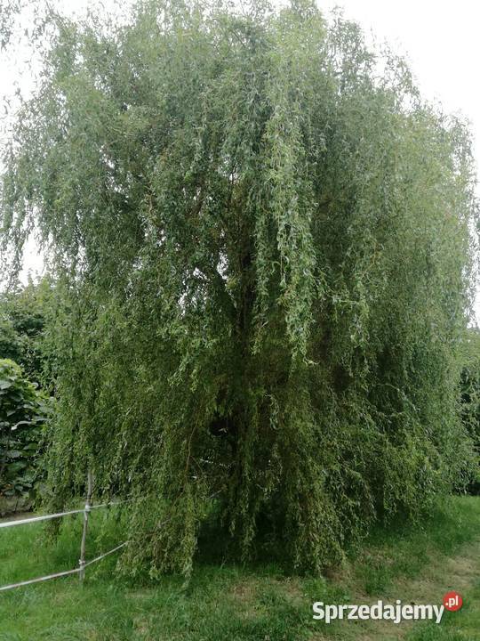 wierzba mandzurskapłacząca wierzby z gruntu Puławy