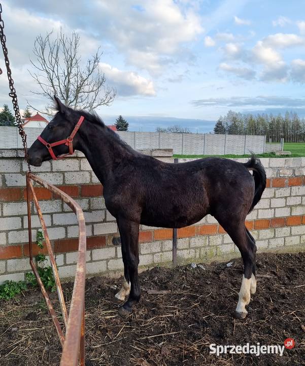 Kary ogier odsadek na sprzedaż