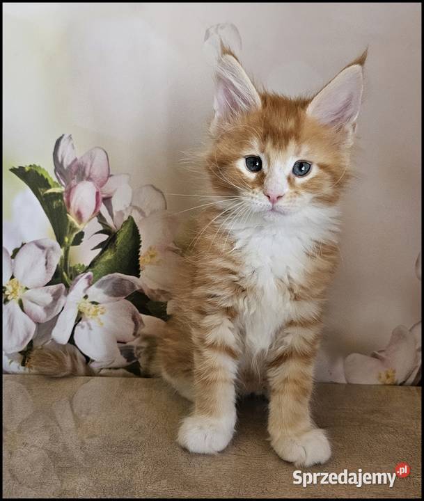 Kocurek Maine Coon Necati małopolskie Kraków