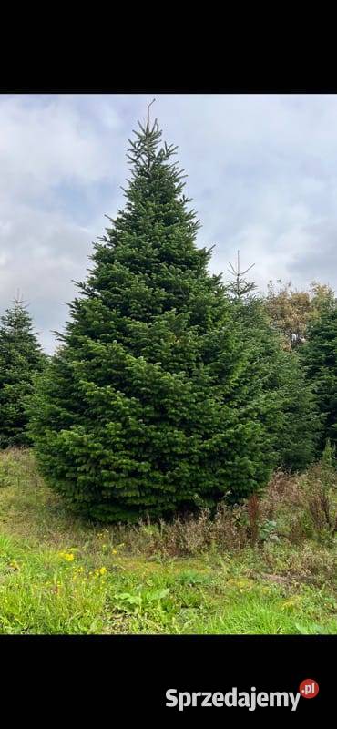 choinka xxl 3 4 5 6 7 8 m jodła kaukaska premium Boże Narodzenie