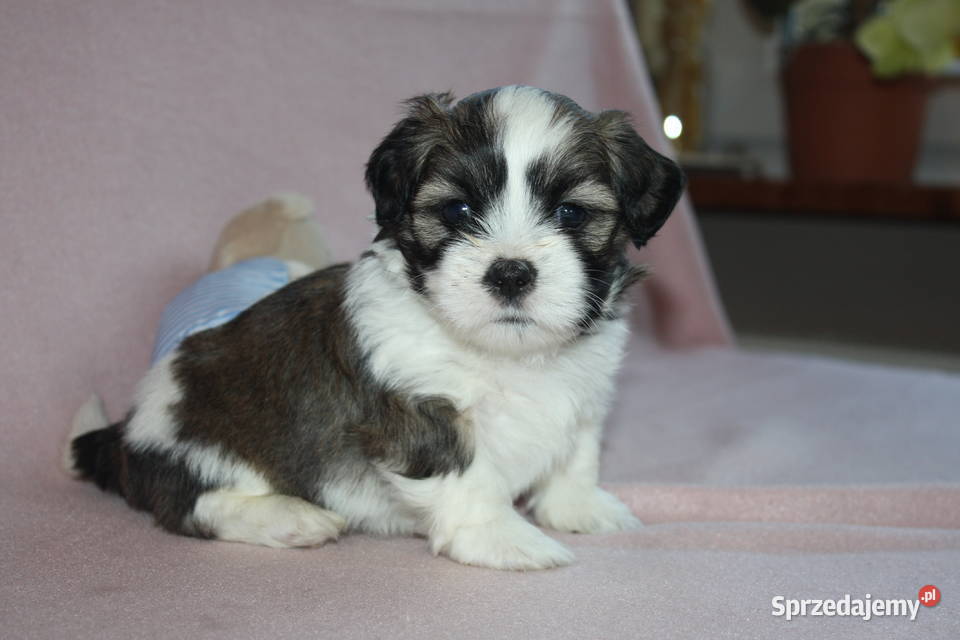 SZCZENIAKI Lhasa Apso Championach Polski FCI Poznań
