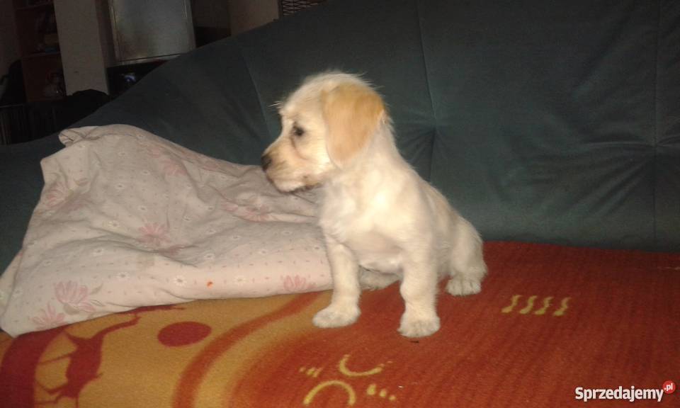 Mieszaniec yorka z Jack russell terrier Warszawa