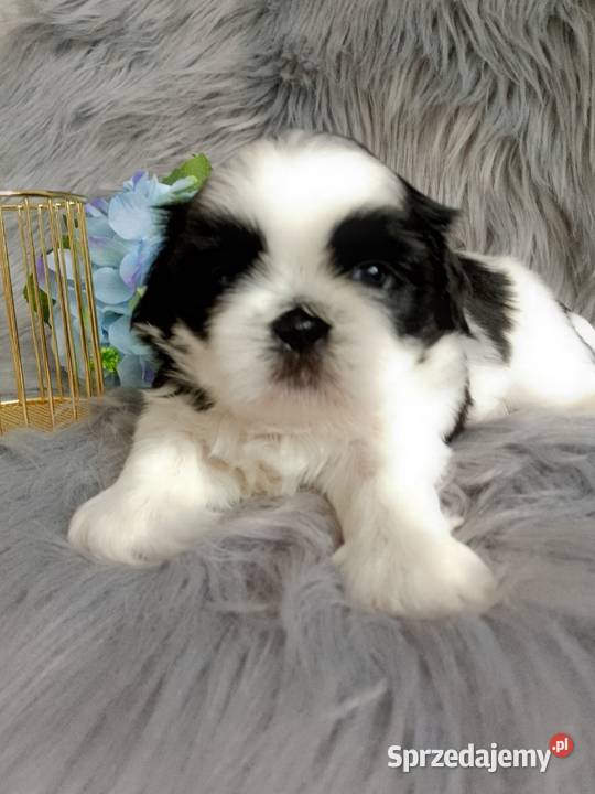 Biało czarny piesek rasy ShihTzu