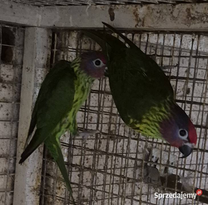 Lorysy czarnodziobe Gościcino