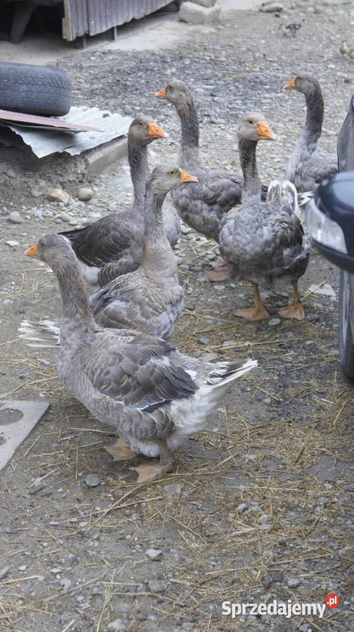 gęsi landes Nowy Sącz