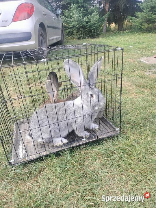 Sprzedam Belg Olbrzym samce i samice Słupia