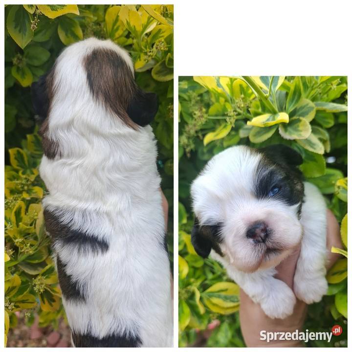 Suczka suczki rasy shih tzu z genem czekoladowym Rzeszów sprzedam