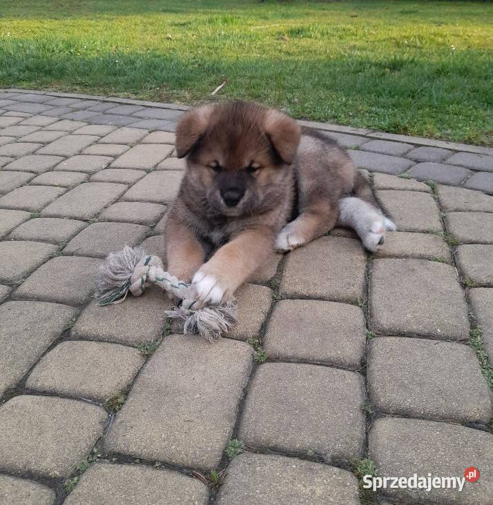 AKITA INU Rzeszów
