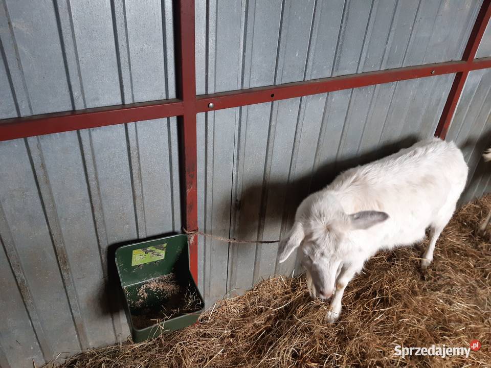 Sprzedam kozy mleczne Lublin