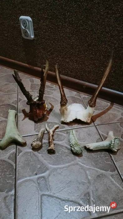 Mix zrzutów jelenia parostków kozła Markocin sprzedam