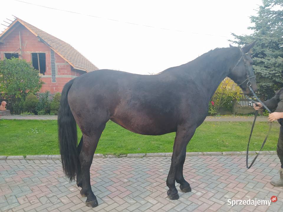 Klacz śląska źrebna Dzwonowice sprzedam
