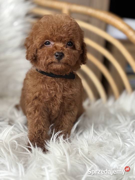 Pudel Toy piesek Polanka Wielka