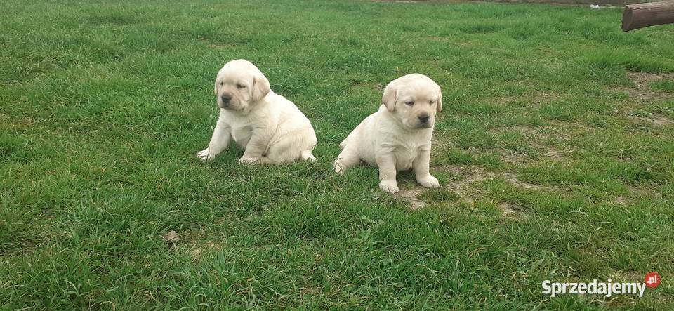 Labrador Retriver Reproduktor usługa dla zwierząt
