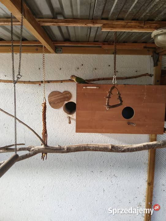 Rudosterka Ptaki Kościan