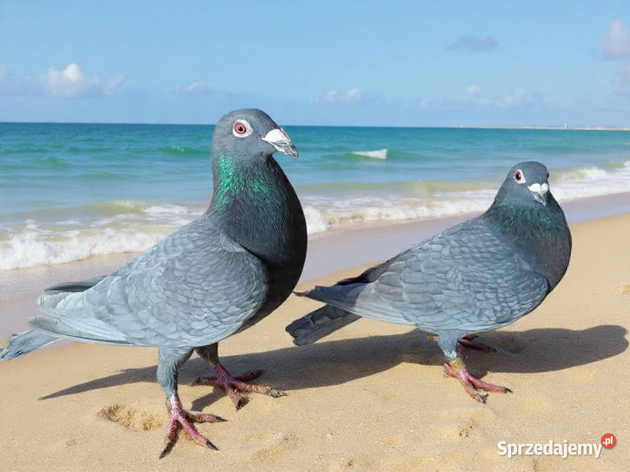 Gołębie Staropolskie i pocztowe