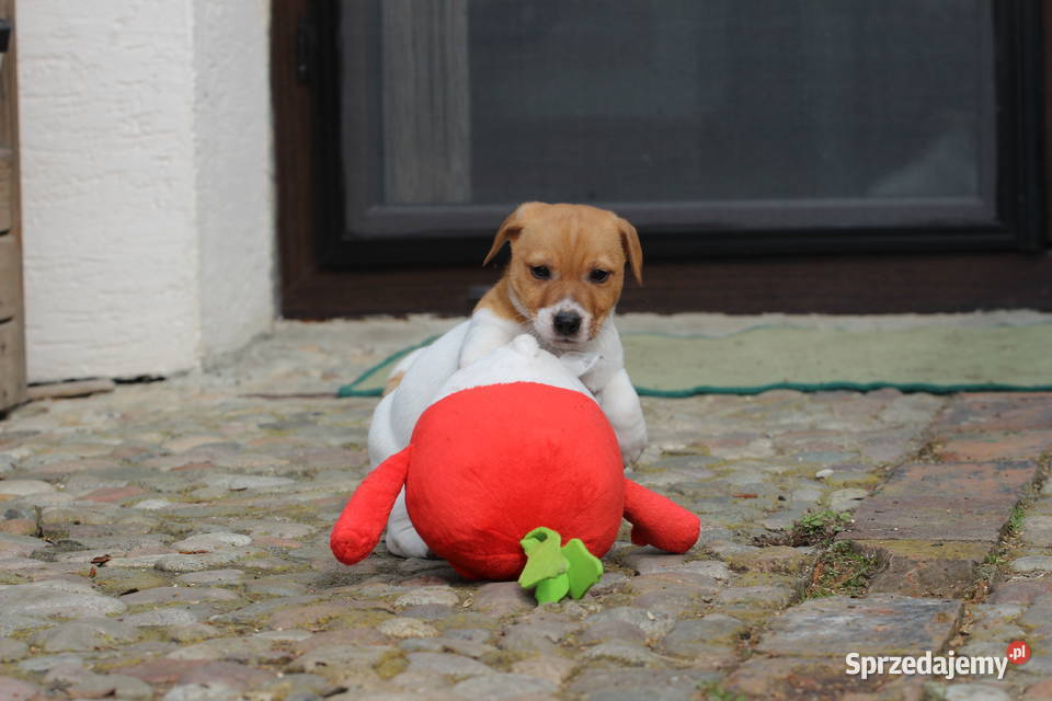 Piesek Jack Russell Terrier małopolskie Delastowice