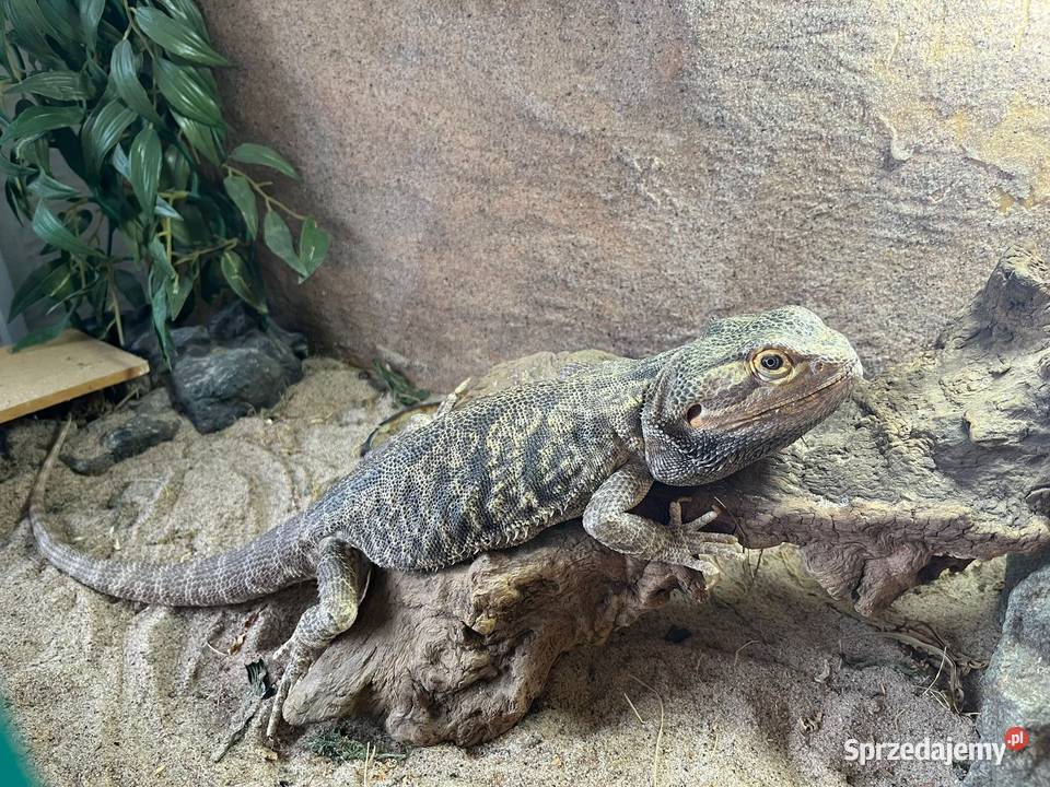 Sprzedam terarium i agame brodata Lubomia