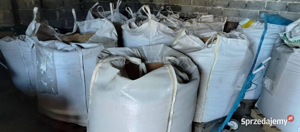 Pszenica ozima 2025 Rolnictwo Pszczyna