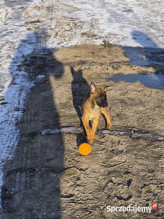 Owczarek belgijski Skierniewice