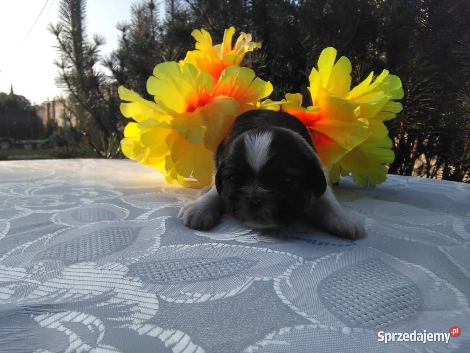 Szczenita Shih Tzu RODOWÓD Myślibórz sprzedam