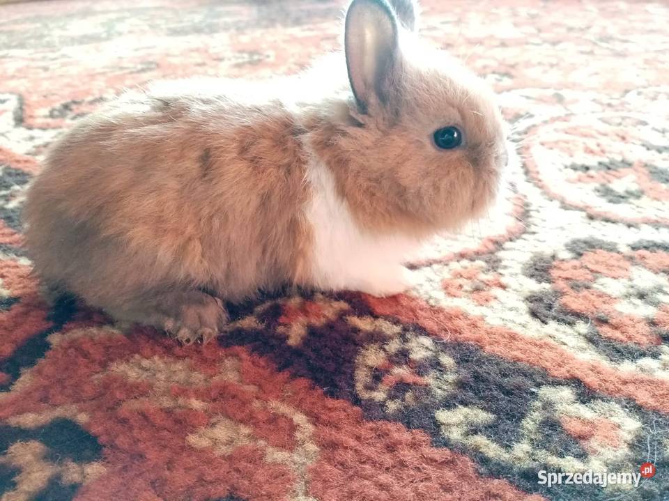 Sprzedam małe króliki