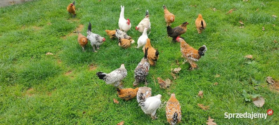 Kury karzełki liliputki Tokarówka