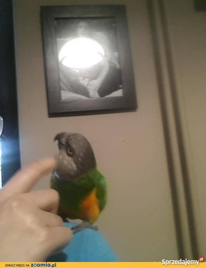 Afrykanka Senegalska oswojona gadająca