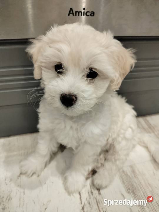 Maltipoo F1