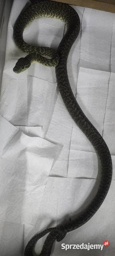 Morelia spilota granit dorosły samiec Karłowice
