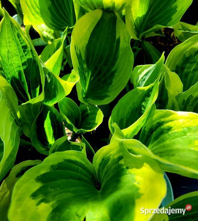 Hosta żółto zielona 5w1 XXL Brzeziniec