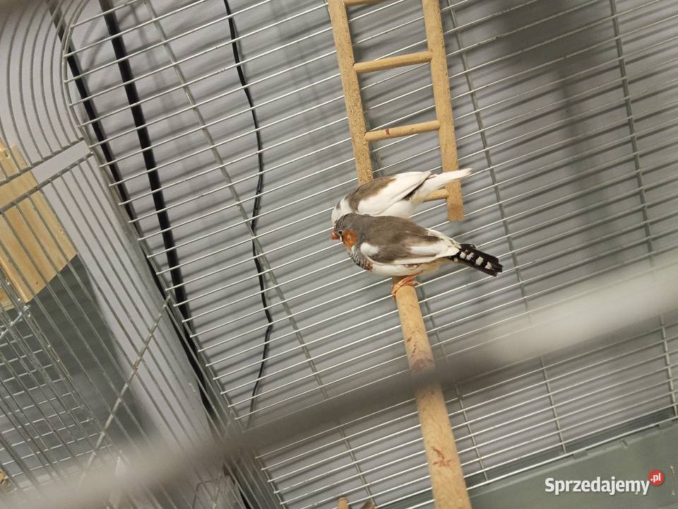 Sprzedam ptaszki zeberki z klatką Ptaki wielkopolskie Słupca
