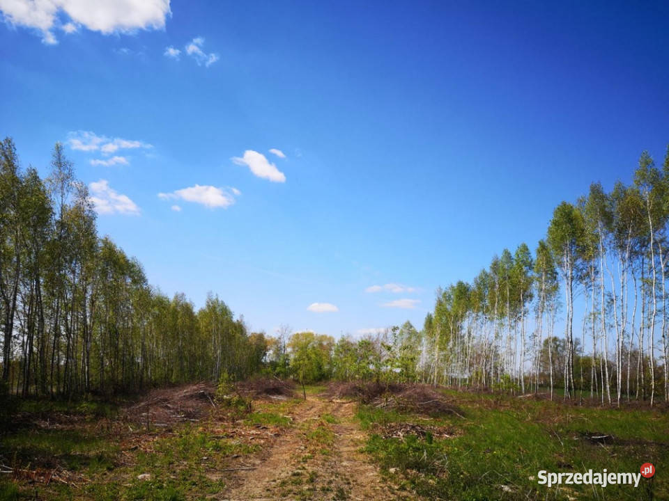 Działki 1083m2 do 1697m2 na Kujawach niedaleko 24zł/m2 Rzeżewo-Morzyce