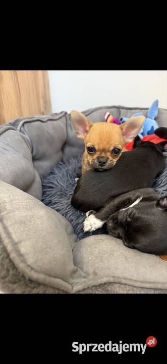 Piesek chihuahua xxs Radzymin