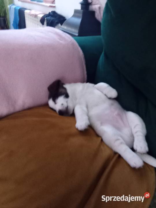Jack Russell terrier FCI Piesek dolnośląskie Czernina