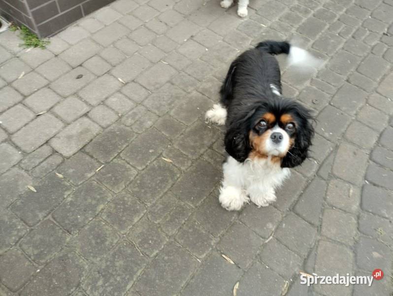 Sprzedam szczenię cavalier Wdziękoń Pierwszy