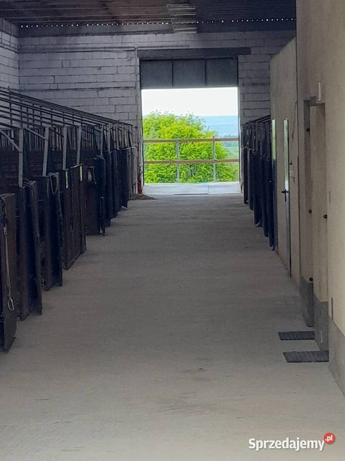 Ośrodek jeździecki stajnia pensjonat hotel koni Bodzanów