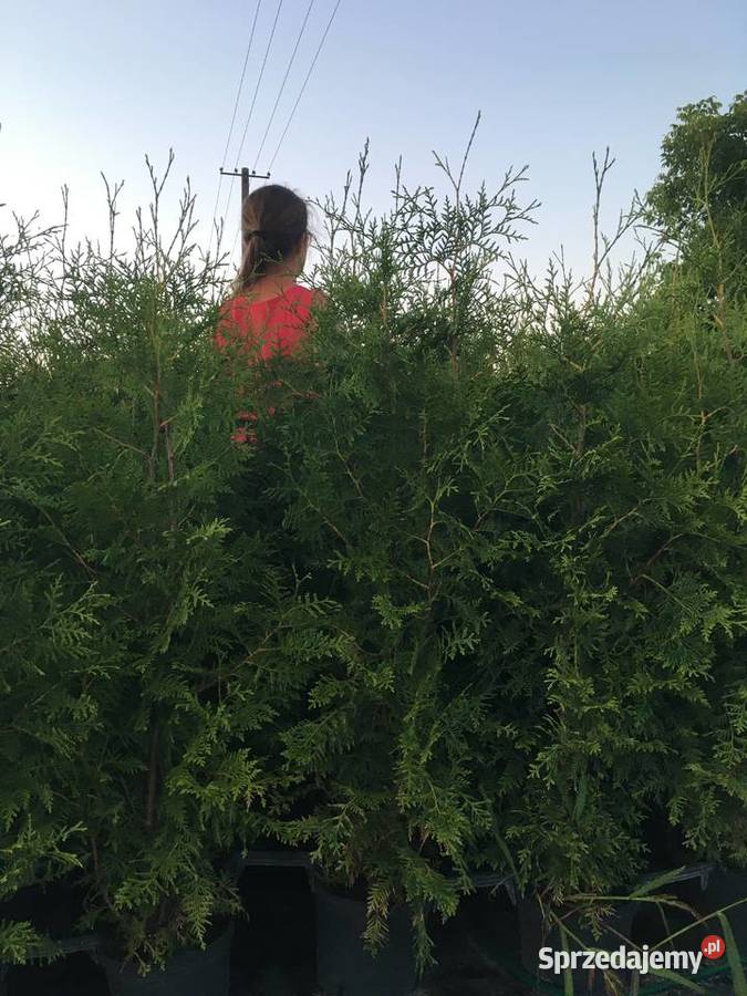 Tuja brabant do 150 doniczkowa Zakrzewo sprzedam