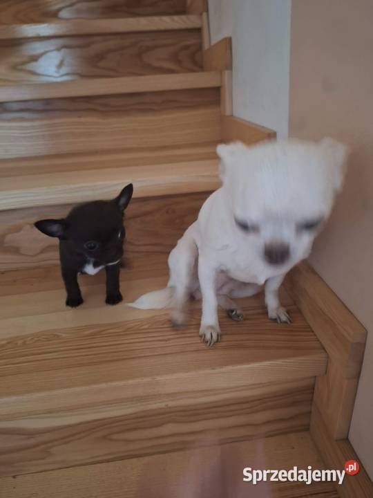 Piesek Chihuahua