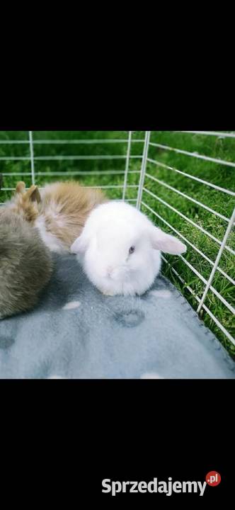karzełek teddy królik miniaturka mini lop mini podkarpackie