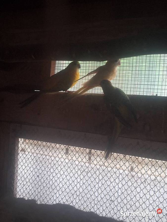 Para świergotów Szubin