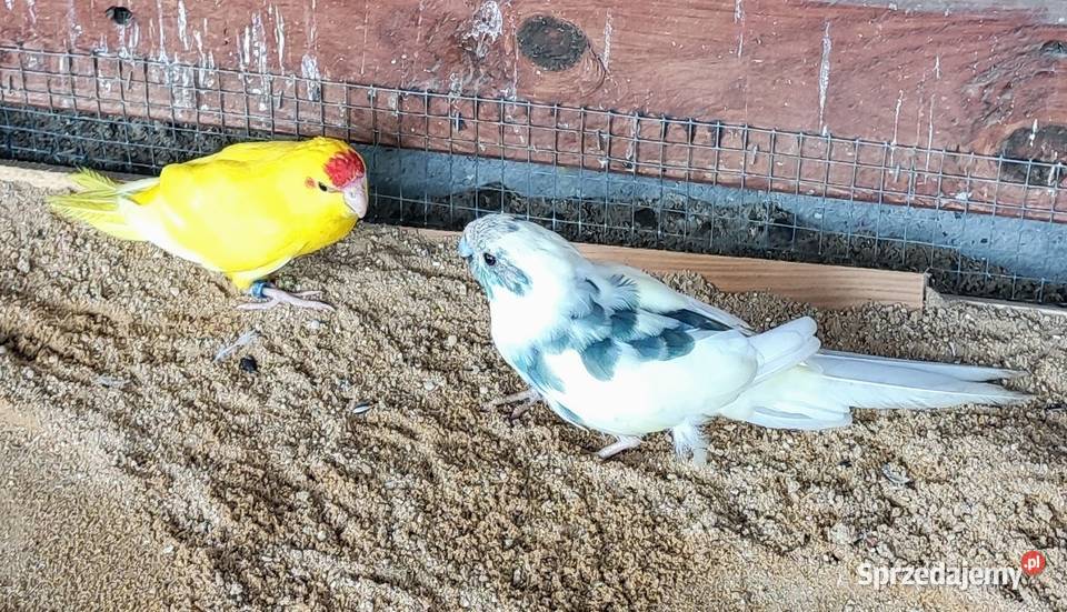 Modrolotki z dokumentami Lubliniec