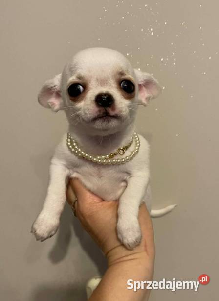 Chihuahua śliczny biały piesek Częstochowa